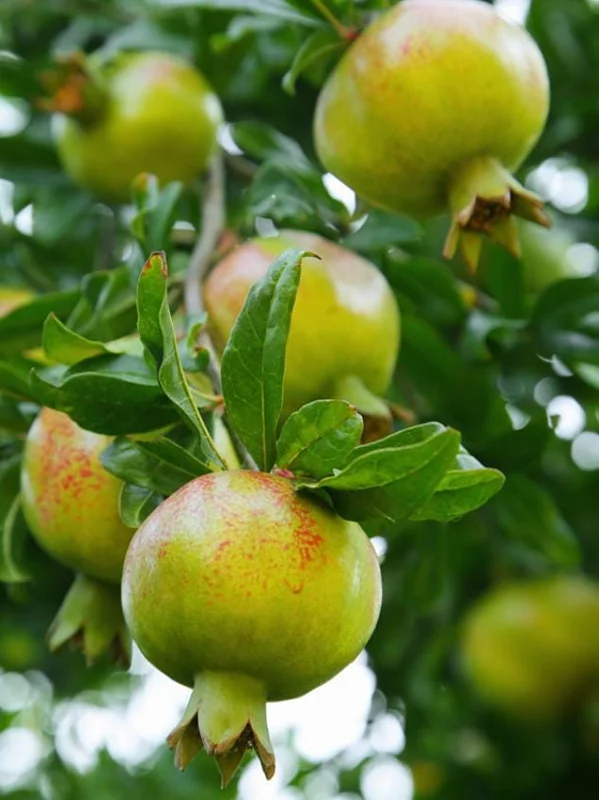 Wonderful Pomegranate Cuttings - Set of 6, 8-10" Tall - Edible Fruit Tree for Garden - Image 6