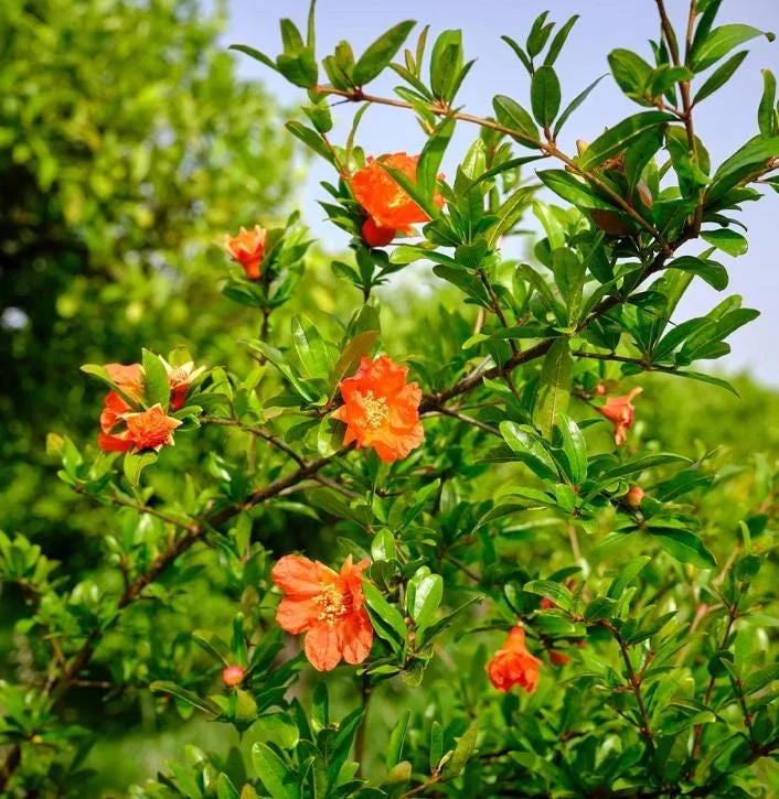 Wonderful Pomegranate Cuttings - Set of 6, 8-10" Tall - Edible Fruit Tree for Garden - Image 7