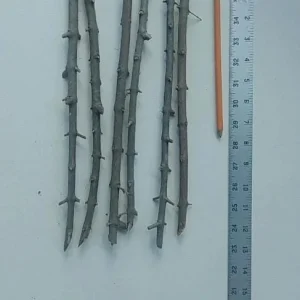 Wonderful Pomegranate Cuttings - Set of 6, 8-10