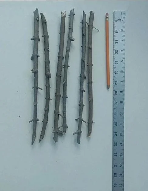 Wonderful Pomegranate Cuttings - Set of 6, 8-10" Tall - Edible Fruit Tree for Garden - Image 8