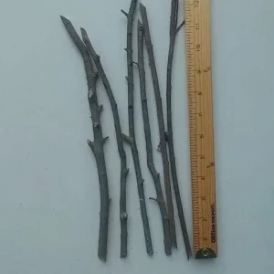 Wonderful Pomegranate Cuttings - Set of 6, 8-10