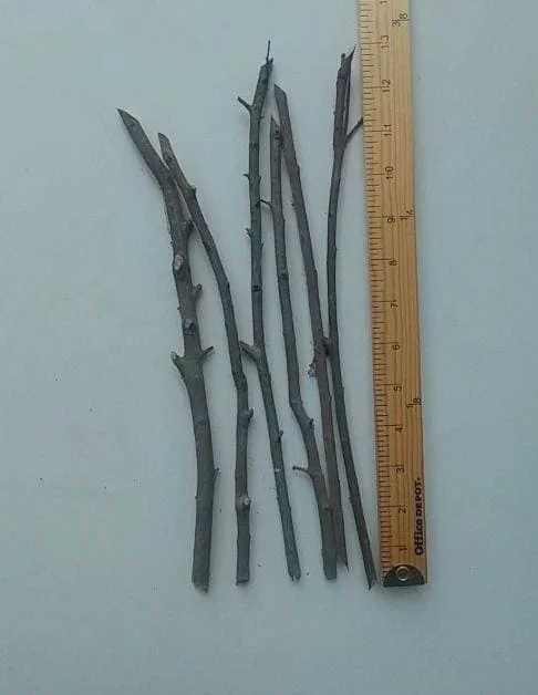 Wonderful Pomegranate Cuttings - Set of 6, 8-10" Tall - Edible Fruit Tree for Garden - Image 9