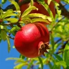 Wonderful Pomegranate Cuttings - Set of 6, 8-10" Tall - Edible Fruit Tree for Garden - Image 1
