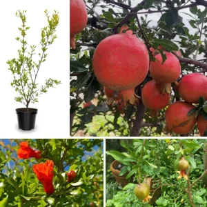 Wonderful Pomegranate Live Plant, Cold Hardy Fruit Tree, 4-7 Inches Long - Image 1