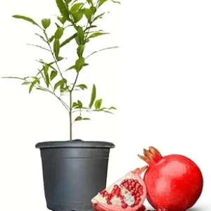 Wonderful Pomegranate Tree Live Plant - 4-8 Inch Starter Size, Cold Hardy - Image 4