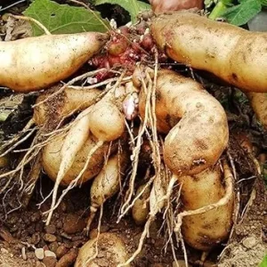 Yacon Starter Plant for Tubers - Ground Apple Bush, 3-5 Inch Tall - Image 3