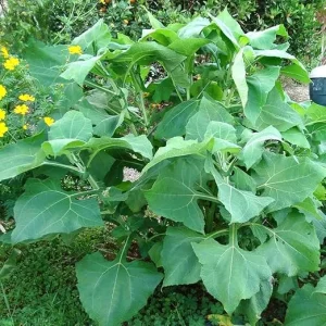 Yacon Starter Plant for Tubers - Ground Apple Bush, 3-5 Inch Tall - Image 4