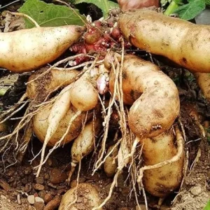 Yacon Starter Plant for Tubers - Ground Apple Bush, 3-5 Inch Tall - Image 1