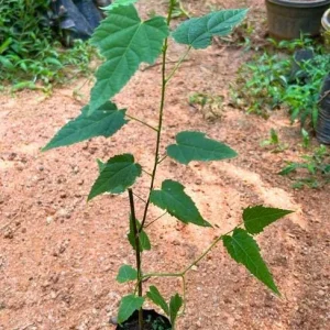 Yellow Abutilon Live Plant - Gold Flowering Maple - 5-8 Inch Tall Starter - Image 2
