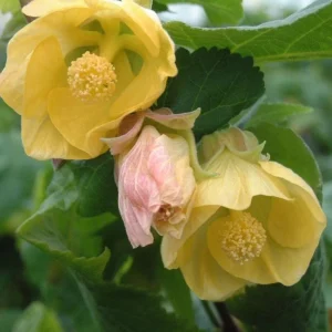 Yellow Abutilon Live Plant - Gold Flowering Maple - 5-8 Inch Tall Starter - Image 4