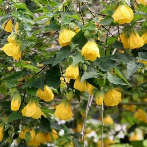 Yellow Abutilon Live Plant - Gold Flowering Maple - 5-8 Inch Tall Starter - Image 1