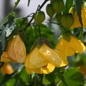 Yellow Abutilon Live Plant - Gold Flowering Maple - 5-8 Inch Tall Starter - Image 5