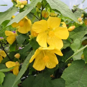 Yellow Abutilon Live Plant - Gold Flowering Maple - 5-8 Inch Tall Starter - Image 6