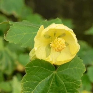 Yellow Abutilon Live Plant - Gold Flowering Maple - 5-8 Inch Tall Starter - Image 7
