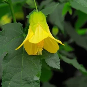 Yellow Abutilon Live Plant - Gold Flowering Maple - 5-8 Inch Tall Starter - Image 8