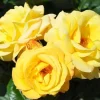Yellow Climbing Rose Bush Live Plant, Fragrant, Starter Size, 4-10 Inches Tall, Outdoor - Image 1