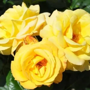Yellow Climbing Rose Bush Live Plant, Fragrant, Starter Size, 4-10 Inches Tall, Outdoor - Image 1