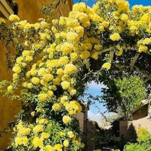 Yellow Climbing Rose Live Plant - Fragrant Reblooming Flowers for Landscaping - Image 6