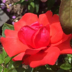 Yellow Climbing Rose Live Plant, Fragrant Shrub, Hardy Zones 4-9, Starter Size 5-9 Inches Tall - Image 12