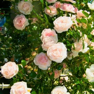 Yellow Climbing Rose Live Plant, Fragrant Shrub, Hardy Zones 4-9, Starter Size 5-9 Inches Tall - Image 7