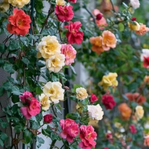 Yellow Climbing Rose Live Plant, Fragrant Shrub, Hardy Zones 4-9, Starter Size 5-9 Inches Tall - Image 8