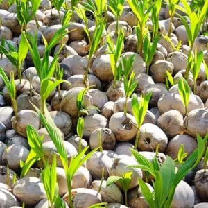 Yellow Coconut Tree Live Plant - Sprouted Edible Tropical Fruit, 6-8 Inch, Zones 10-11 - Image 4