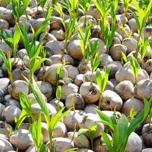 Yellow Coconut Tree Live Plant - Sprouted Edible Tropical Fruit, 6-8 Inch, Zones 10-11 - Image 7