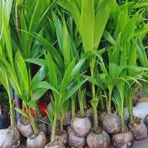 Yellow Coconut Tree Live Plant – Sprouted Tropical Palm – 6 to 8 Inch Tall – Outdoor - Image 1