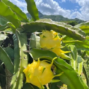 Yellow Dragon Fruit Live Plants - 2 Pack, Hylocereus Megalanthus, 5-8 Inch Tall - Image 4