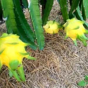 Yellow Dragon Fruit Live Plants - 2 Pack, Hylocereus Megalanthus, 5-8 Inch Tall - Image 8
