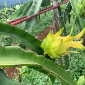 Yellow Dragon Fruit Live Plants - 2 Pack, Hylocereus Megalanthus, 5-8 Inch Tall - Image 9