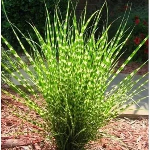 Yellow Gold Ornamental Grasses Live Plant – Maiden Grass Perennial, Miscanthus, 5-10 Inches Tall - Image 2