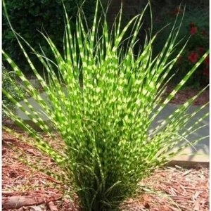 Yellow Gold Ornamental Grasses Live Plant – Maiden Grass Perennial, Miscanthus, 5-10 Inches Tall - Image 6