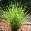 Yellow Gold Ornamental Grasses Live Plant – Maiden Grass Perennial, Miscanthus, 5-10 Inches Tall - Image 1