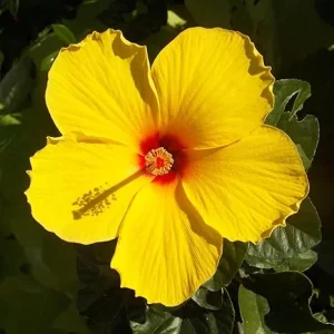 Yellow Hibiscus Live Plant – Flower Starter, 3-5 Inch Tall – Outdoor - Image 7