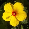 Yellow Hibiscus Live Plant – Flower Starter, 3-5 Inch Tall – Outdoor - Image 1