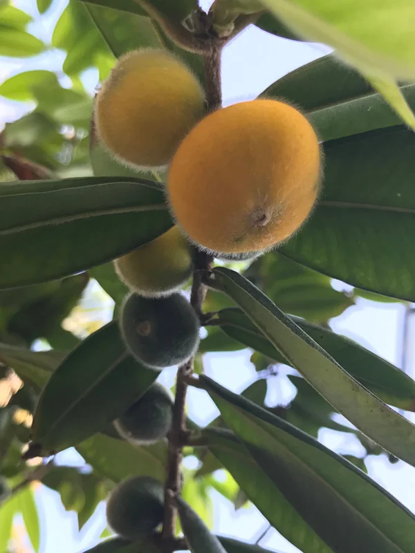 Yellow Jaboticaba Cabelluda Live Plant - 2-6'' Starter Tree (Myrciaria Glazioviana) - Image 2