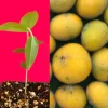 Yellow Jaboticaba Cabelluda Live Plant - 2-6'' Starter Tree (Myrciaria Glazioviana) - Image 1