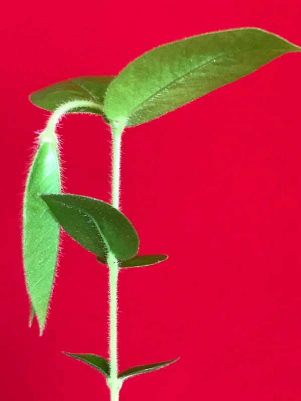 Yellow Jaboticaba Cabelluda Live Plant - 2-6'' Starter Tree (Myrciaria Glazioviana) - Image 4