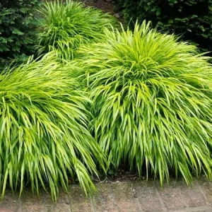 Yellow Japanese Grass Live Plant, Cold Hardy Ornamental Grass, Zones 5-9 - Image 5