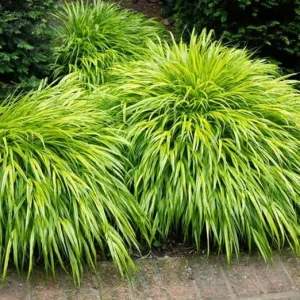 Yellow Japanese Grass Live Plant, Cold Hardy Ornamental Grass, Zones 5-9 - Image 7