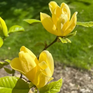 Yellow Magnolia Tree Live Plant - 12-24 Inch, Gallon Pot, Fragrant Yellow Flowers - Image 2