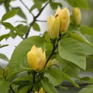 Yellow Magnolia Tree Live Plant - 12-24 Inch, Gallon Pot, Fragrant Yellow Flowers - Image 4