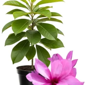 Yellow Magnolia Tree Live Plant 4-8 Inches - Fragrant Blooms, Hardy Perennial - Image 2