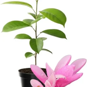 Yellow Magnolia Tree Live Plant 4-8 Inches - Fragrant Blooms, Hardy Perennial - Image 3