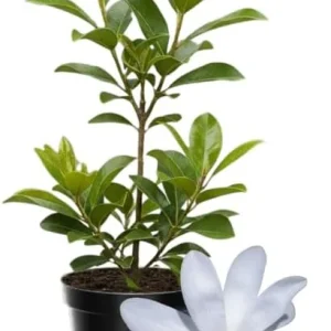 Yellow Magnolia Tree Live Plant 4-8 Inches - Fragrant Blooms, Hardy Perennial - Image 5