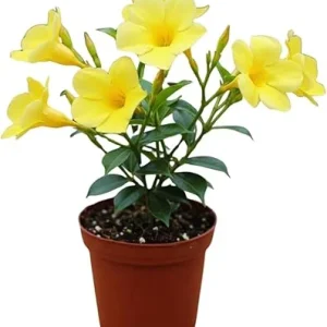 Yellow Mandevilla Live Plants - Set of 2, 4-7 Inches Tall, Garden Vine - Image 1
