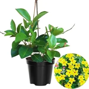 Yellow Mandevilla Vine Live Plant - 2 Pack, 4-6 Inch Tall Starter Plants, Tropical Flowers - Image 5