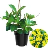 Yellow Mandevilla Vine Live Plant - 2 Pack, 4-6 Inch Tall Starter Plants, Tropical Flowers - Image 1