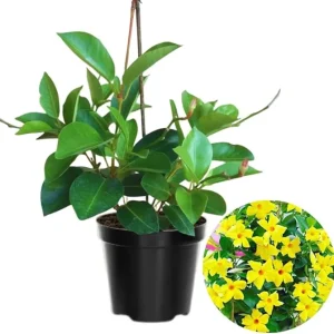 Yellow Mandevilla Vine Live Plant - 2 Pack, 4-6 Inch Tall Starter Plants, Tropical Flowers - Image 6